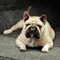 BedRug is dog friendly